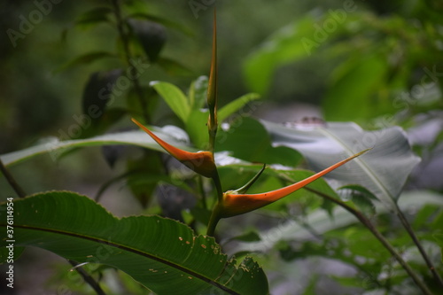 Heliconia 1