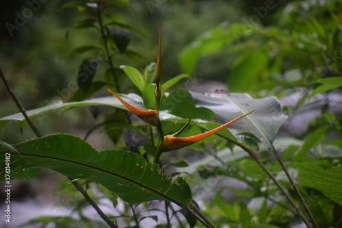 Heliconia 2