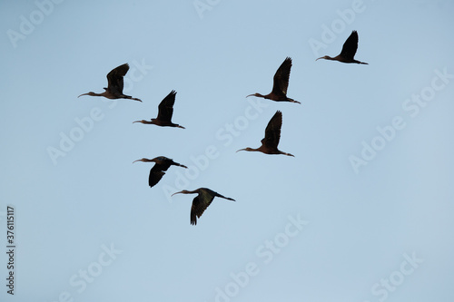 A flock of Glossy Ibis in flight at Asker Marsh, Bahrain © Dr Ajay Kumar Singh