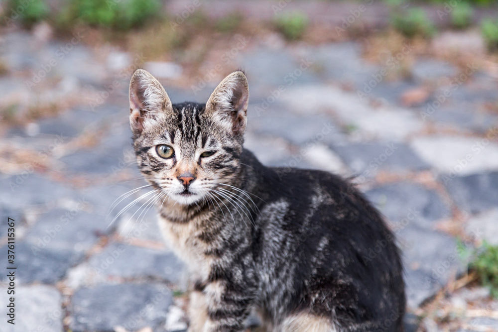 Cute homeless cat Cute homeless cat