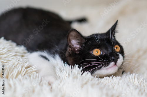 Bicolor british shorthair kitten, black and white cat. Funny emotions. Selective focus. © Anna