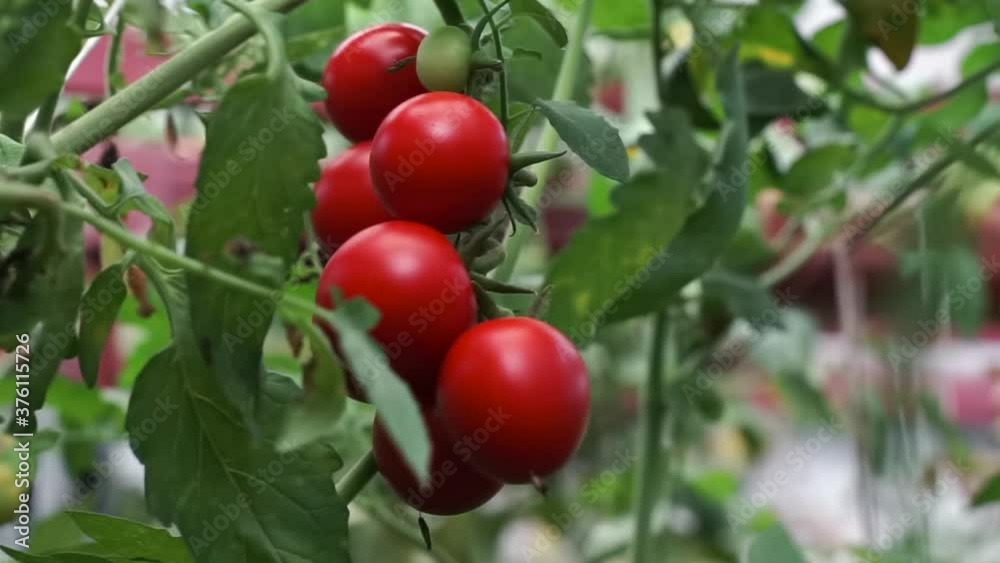 branches of red big ripe tomatoes growing in a greenhouse. Close up ripe tomato with on a garden farm. Organic harvest. green unripe tomatoes hanging on the plant. Raw organic eco vegetables. branches of red big ripe tomatoes growing in a greenhouse. Close up ripe tomato with on a garden farm. Organic harvest. green unripe tomatoes hanging on the plant. Raw organic eco vegetables.