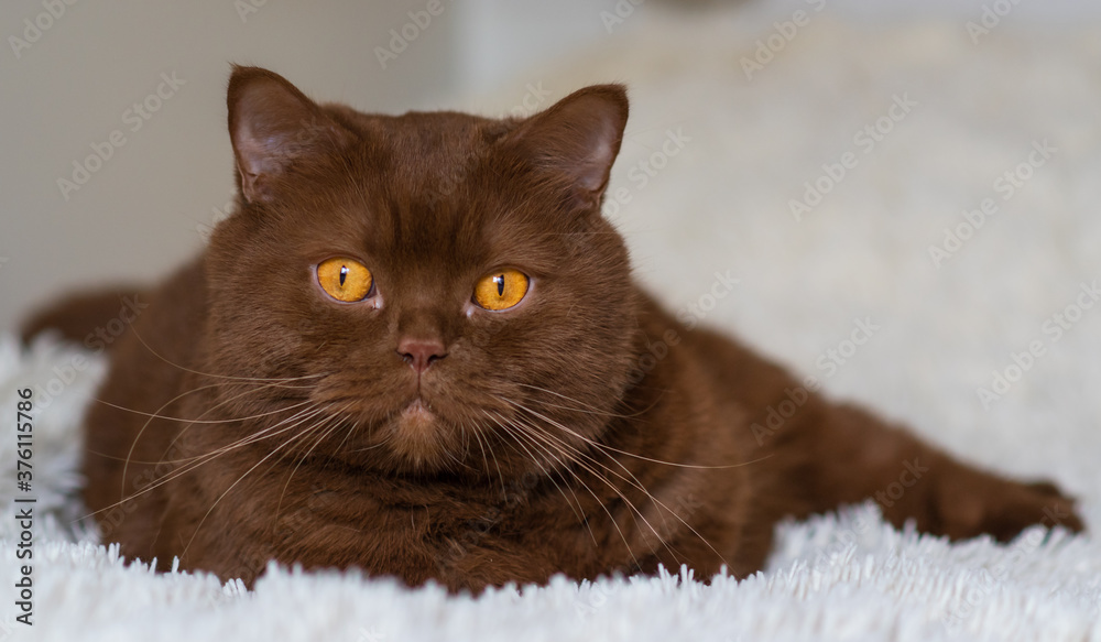Portrait of big British short hair, brown  cat. cinnamon color.