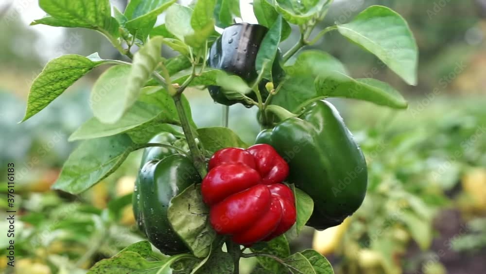 red ripe bell pepper hanging on the plant after rain. red unripe green paprika with water drops on branches growing on a farm. green bell sweet pepper vine in row. Organic eco vegetables. Capsicum.