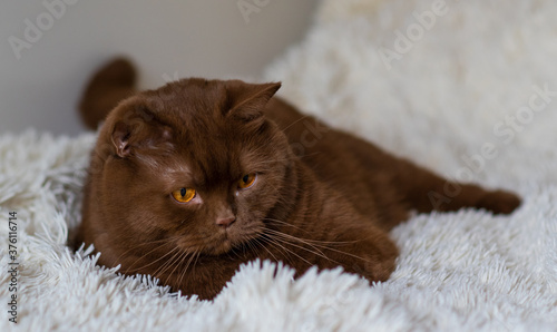 Fototapeta Naklejka Na Ścianę i Meble -  Portrait of big British short hair, brown  cat. cinnamon color.