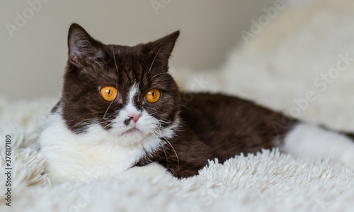 Portrait of funny british shothair bicolor cat  photo