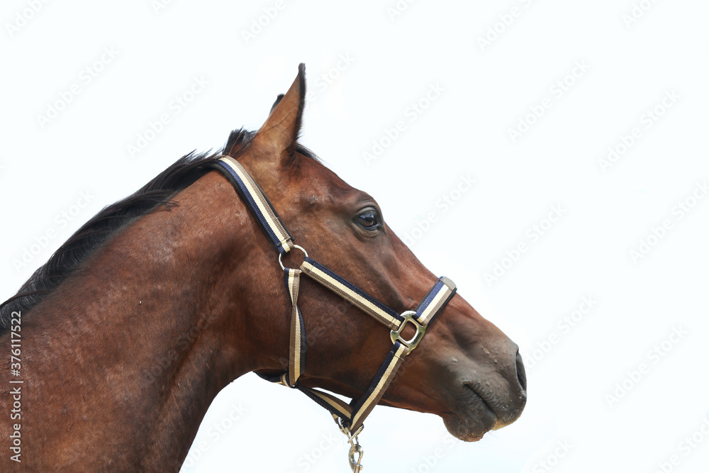 Obraz premium Thoroughbred stallion posing for cameras against white colored background