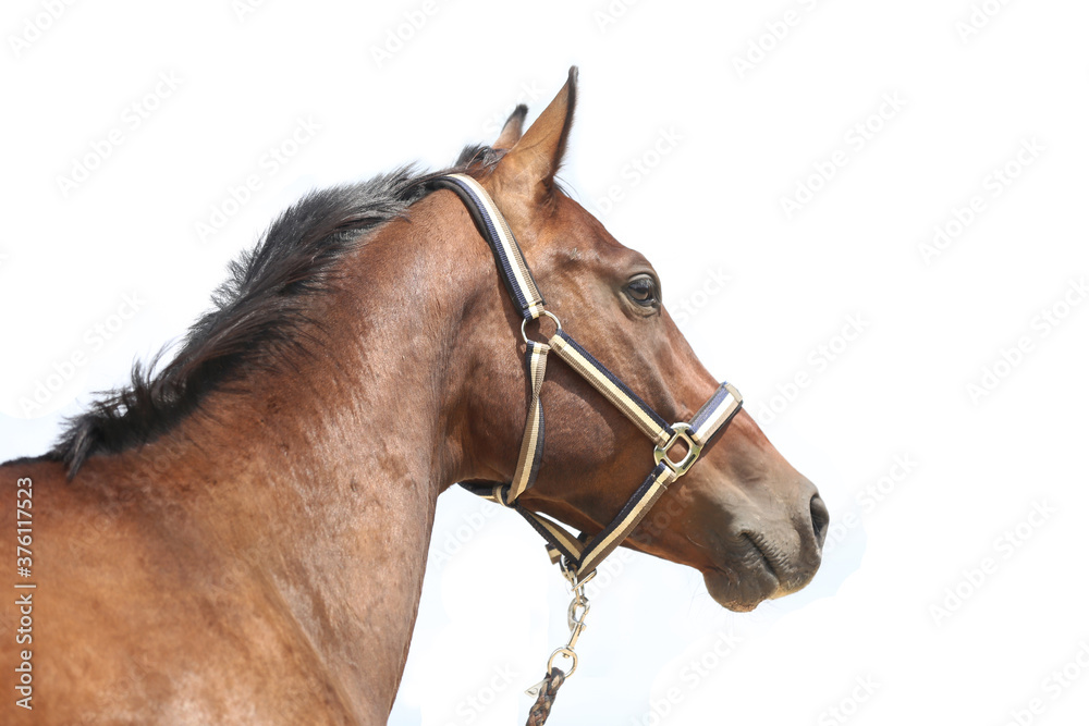 Thoroughbred stallion posing for cameras against white colored background