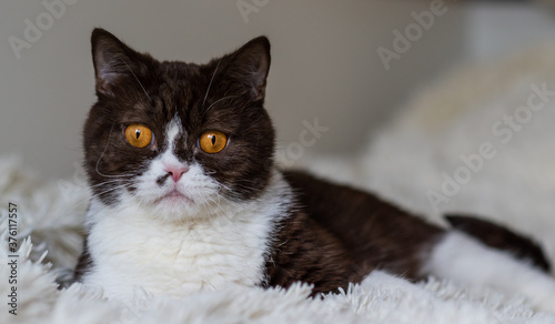 Portrait of funny british shothair bicolor cat 