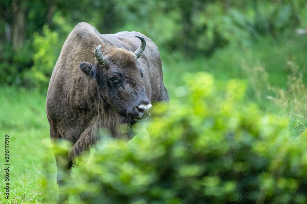 Wild European Bison (Bison bonasus) in the natural habitat. Bieszczady. Carpathian Mountains. Poland. Wild European Bison (Bison bonasus) in the natural habitat. Bieszczady. Carpathian Mountains. Poland.