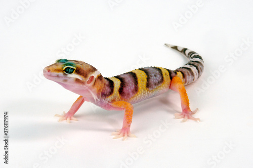 Leopard gecko / Leopardgecko (Eublepharis macularius) - Tremper Albino photo