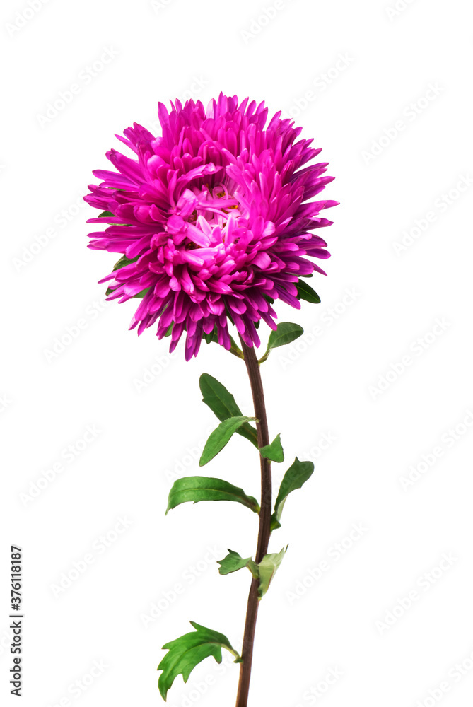 aster isolated on white background
