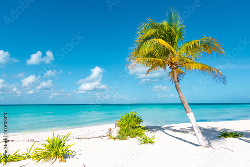 Fototapeta Naklejka Na Ścianę i Meble -  Paradise Beach in Mexico with white sand, turquoise water and a palm tree. (Playa Norte, Isla Mujeres) 