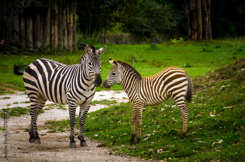 Dvůr Králové, The Czech republic, Zebras in the ZOO Dvur Kralove