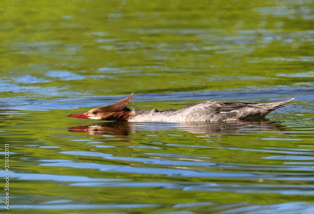 Fototapeta premium A Common Female Merganser swimming in an unusual stretched out position, with its long neck and body just above the surface of the water.