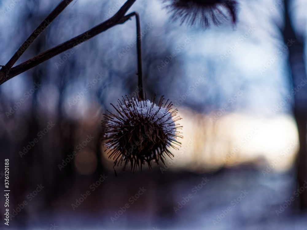 the thorns on the bushes in winter, Moscow the thorns on the bushes in winter, Moscow