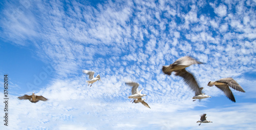 Low angle photo of group of flying gulls. Selective focus photo and motion blur. Oleron island, France © jlf46