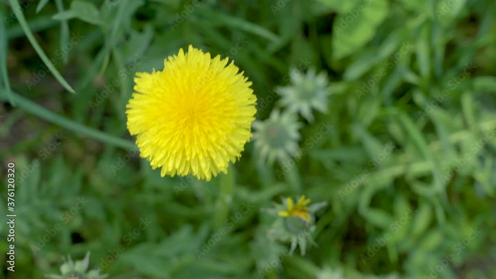A waving yellow waving flowers of the plants A waving yellow waving flowers of the plants