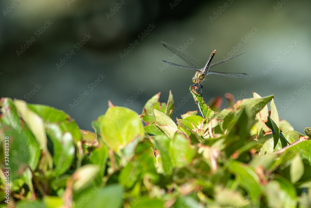 yellow meadowhawk skimmer resting on a leafy hedge yellow meadowhawk skimmer resting on a leafy hedge