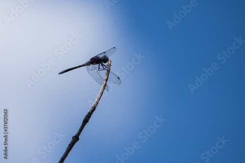 black meadowhawk skimmer resting on a single branch wings forward blue background photo