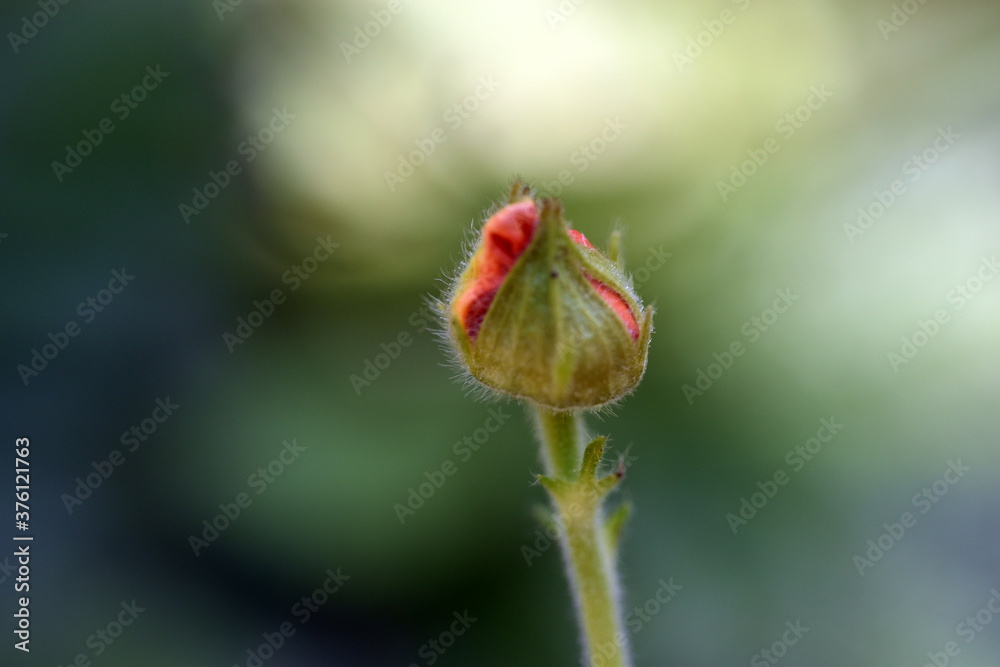 Fototapeta premium Knospe eines roten Nelkenwurz