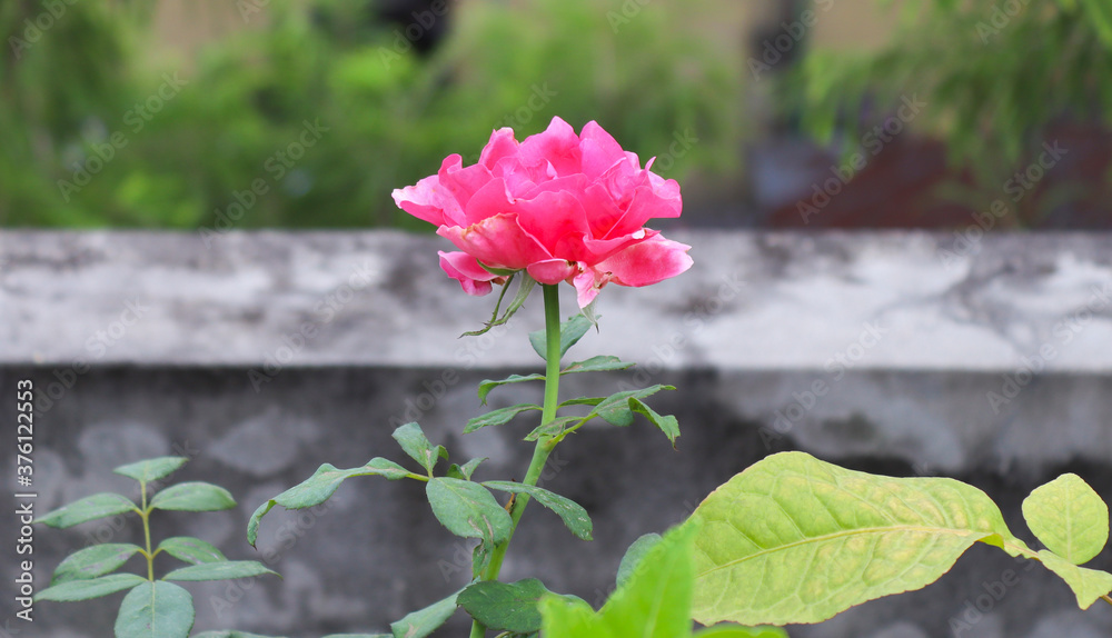 Pink Rose flower in Roof.