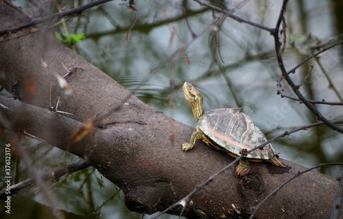 giant tortoise on a branch