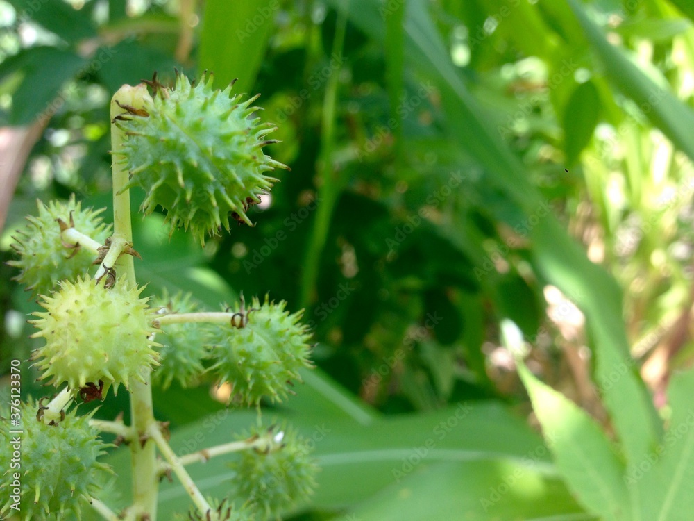 chestnuts on a tree