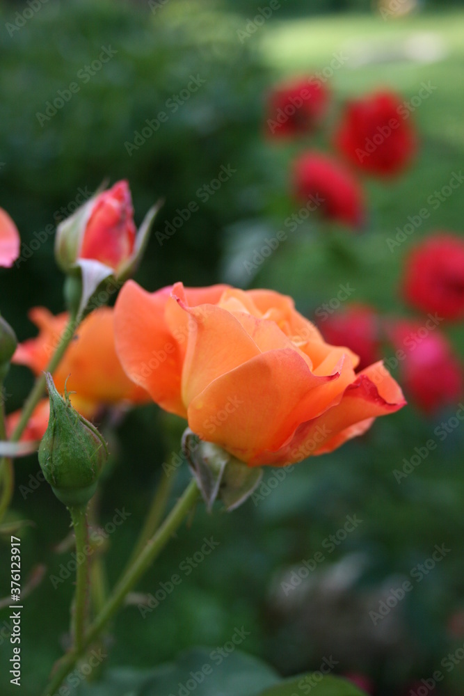 Orange rose ‘Westerland’ in the morning in the garden
