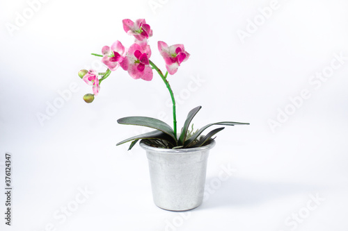 Flor rosa e branca com folhas verdes em um vaso de metal