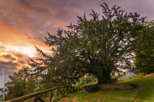 Tablou pe pânză very old yew in asturias spain