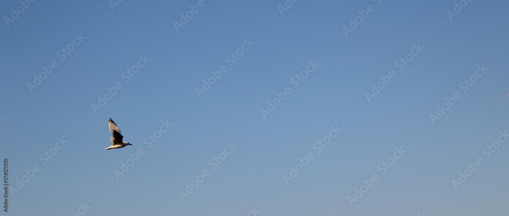 Gabbiano solitario che vola libero nel cielo Gabbiano solitario che vola libero nel cielo