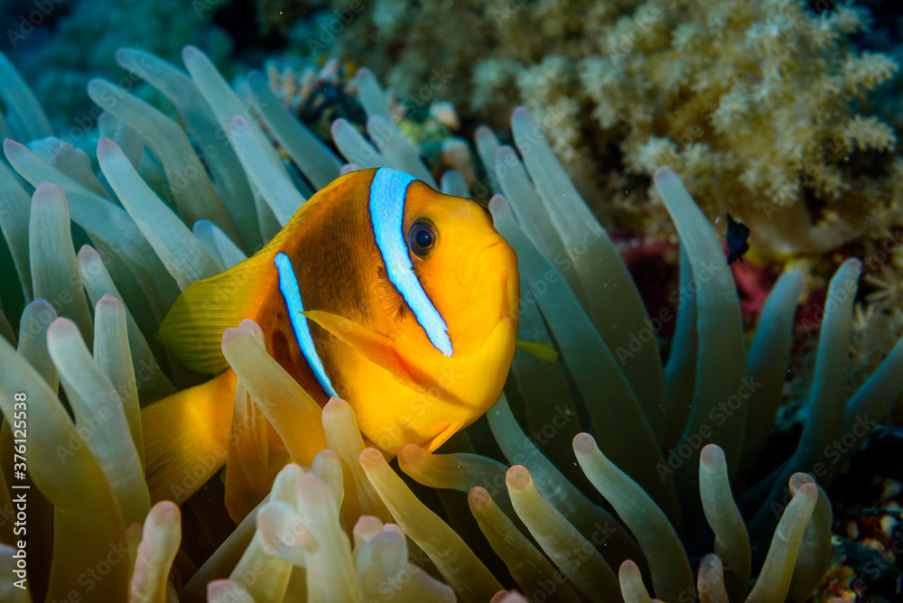 a clown fish in a sea anemone a clown fish in a sea anemone
