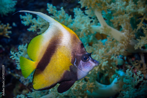 Pesce farfalla virgola (Heniochus intermedius) © Pinosub