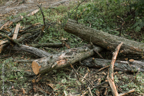 tree branches lie in a heap in the forest