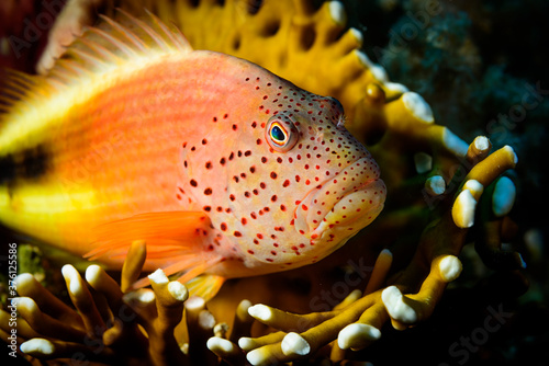 Fototapeta Naklejka Na Ścianę i Meble -  Grouper fish in coral reef
