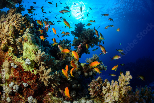 Underwater tropical  landscape with coral and fish © Pinosub