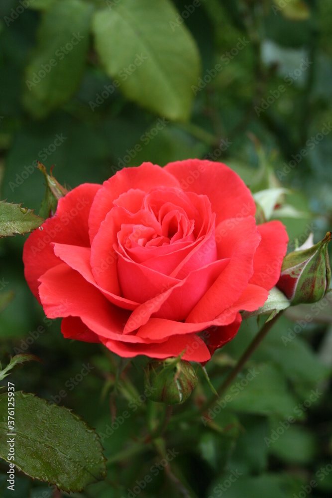 Red rose ‘Scent cloud’ in the morning Red rose ‘Scent cloud’ in the morning