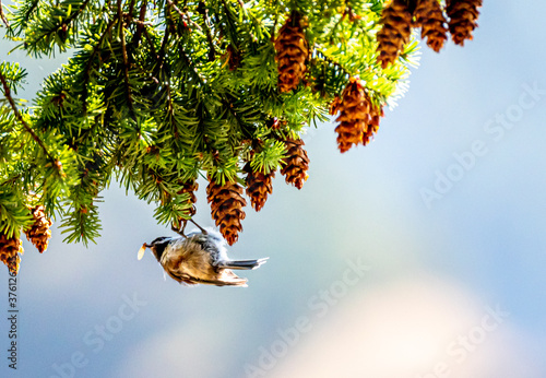 birds eating pine cones upside down 2