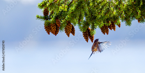 birds eating pine cones upside down 1