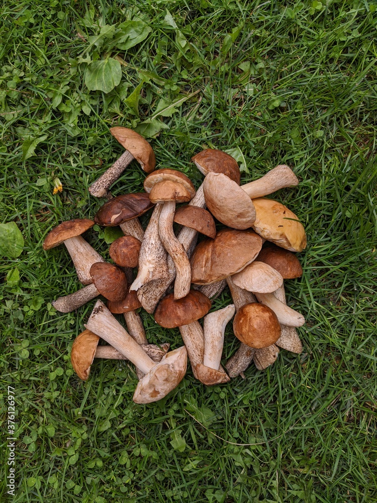 A plie of mushrooms on the green grass. Isolated mushrooms on the grass A plie of mushrooms on the green grass. Isolated mushrooms on the grass