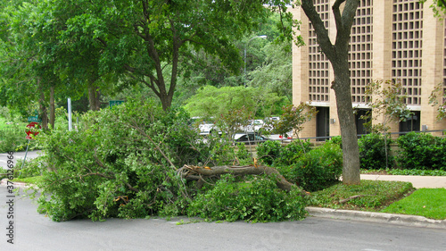 a broken tree limb blocking part of a street