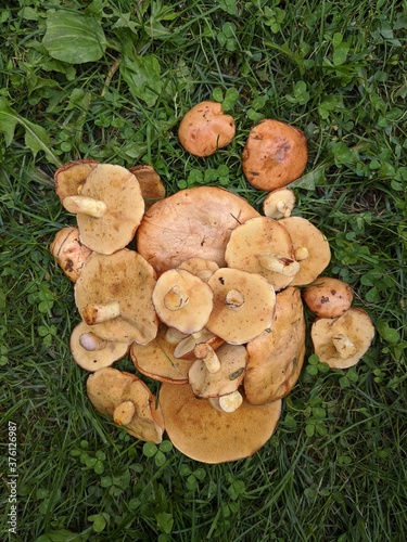 A plie of mushrooms on the green grass. Isolated mushrooms on the grass