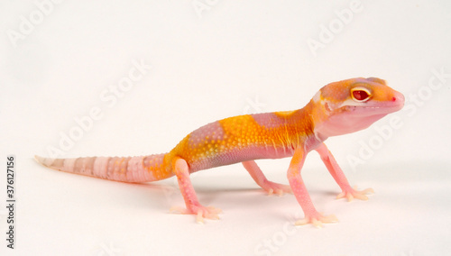 Leopard gecko / Leopardgecko (Eublepharis macularius) - White & Yellow Radar photo