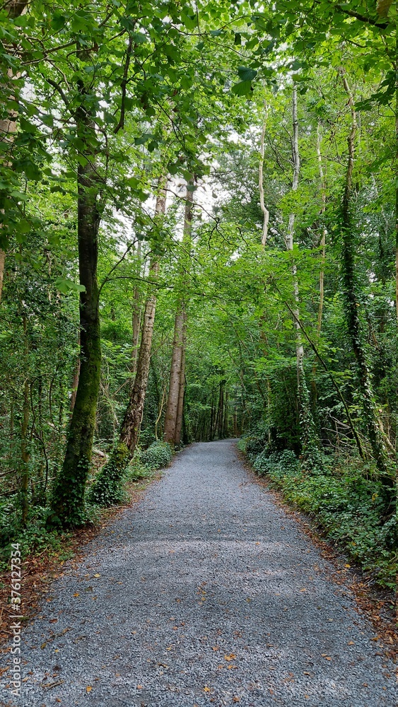 Fototapeta premium path in the woods