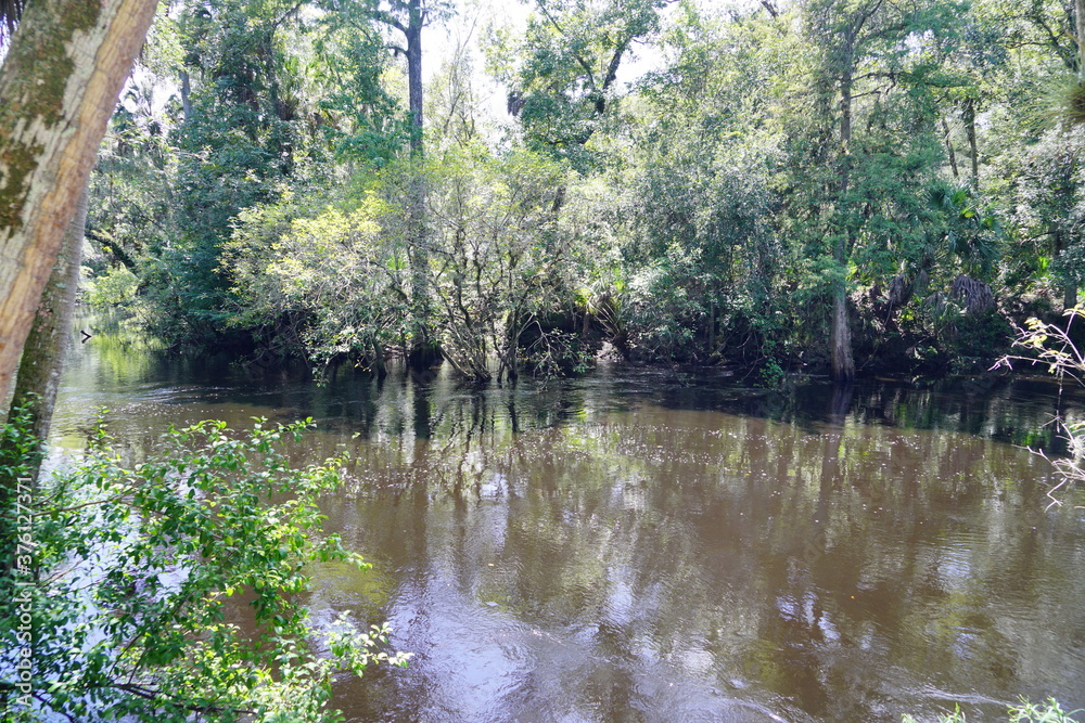 Landscape of Hillsborough river state park at Tampa, Florida Landscape of Hillsborough river state park at Tampa, Florida