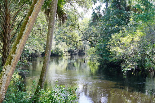 Fototapeta Naklejka Na Ścianę i Meble -  Landscape of Hillsborough river state park at Tampa, Florida