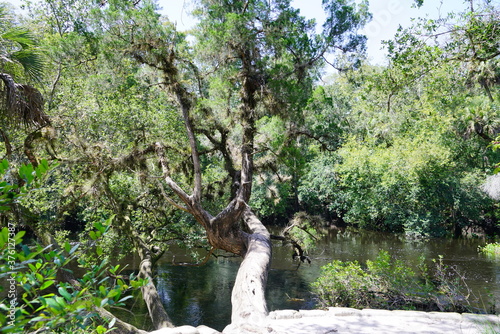 Landscape of Hillsborough river state park at Tampa, Florida © Feng