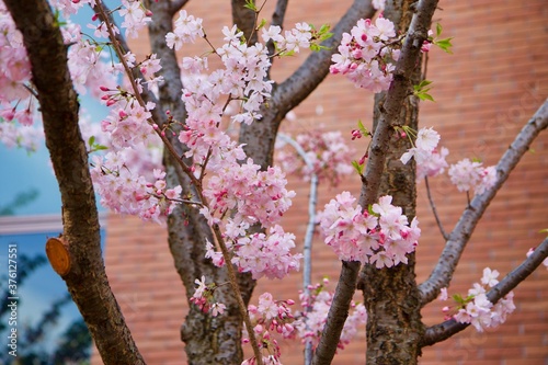 建物と桜