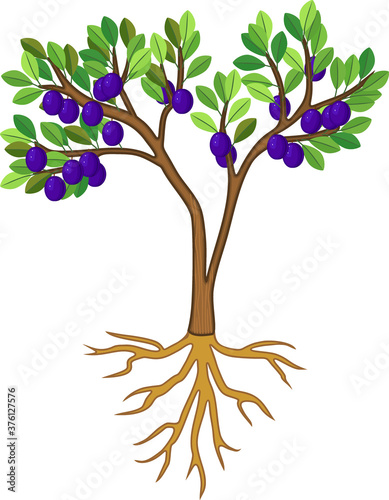 Plum tree with green leaves, ripe blue fruits and root system isolated on white background
